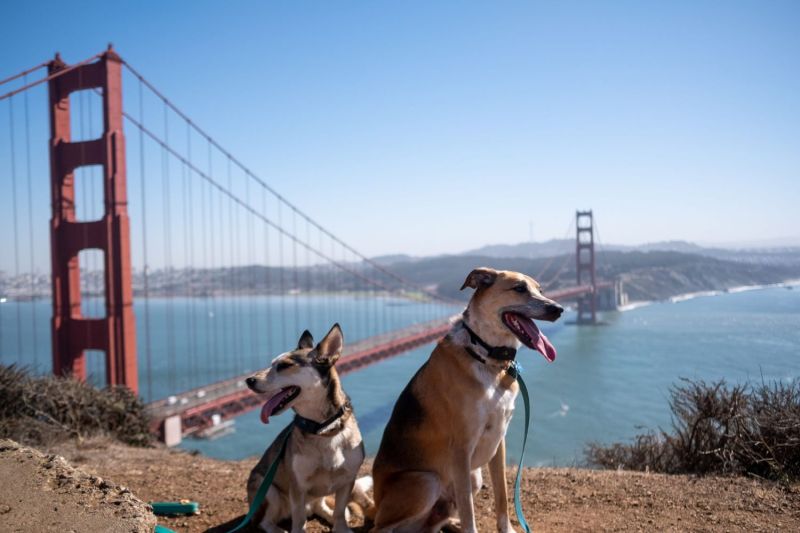 Vacations To Go On With Your Dog